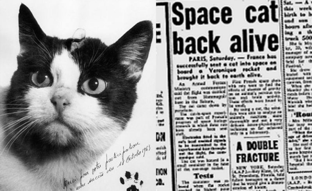 Image: “Space Cat Back Alive.” The Sydney Morning Herald 20 Oct. 1963 via Felicette